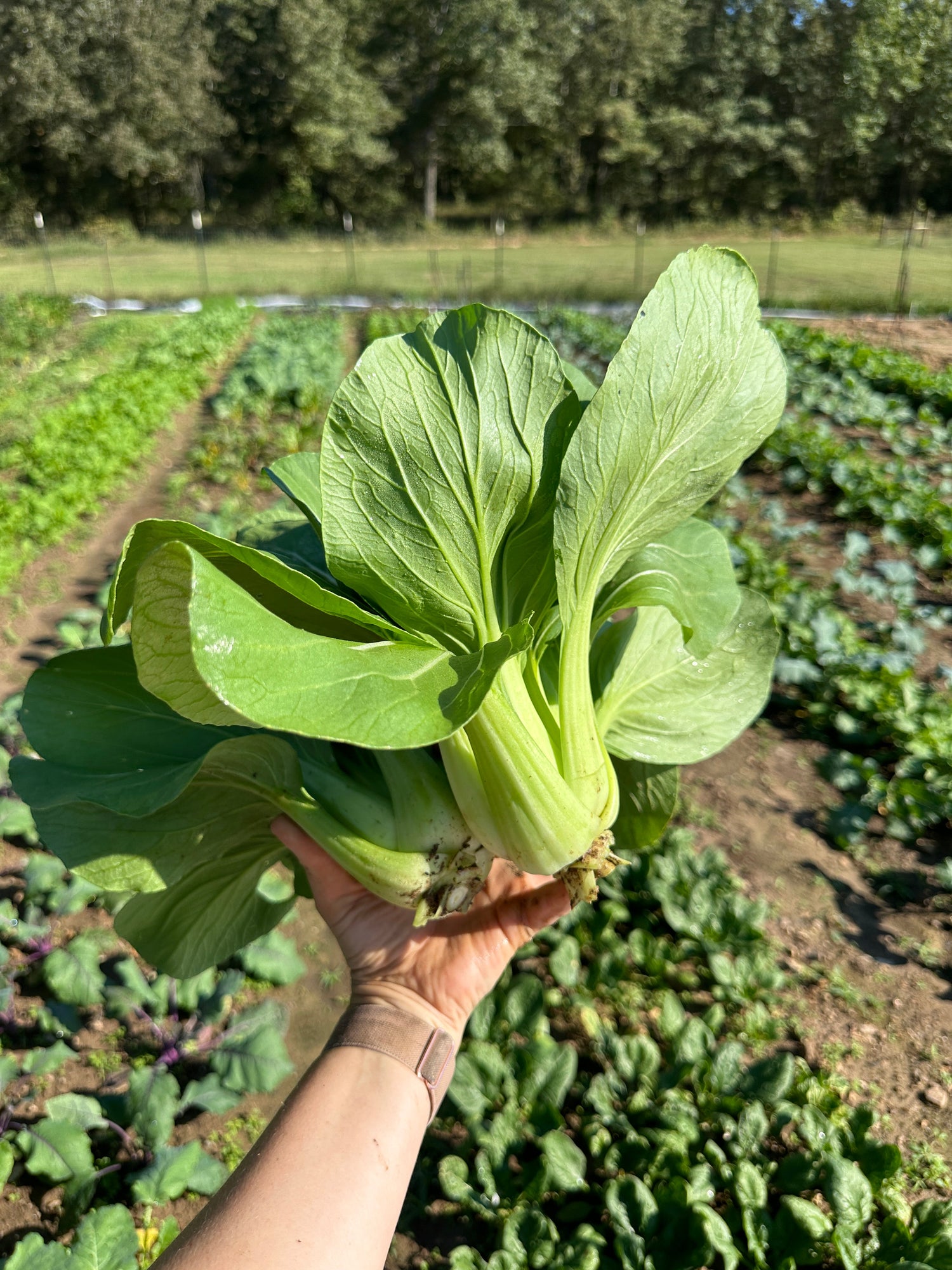Farm Produce ... Coming Early Summer 2026