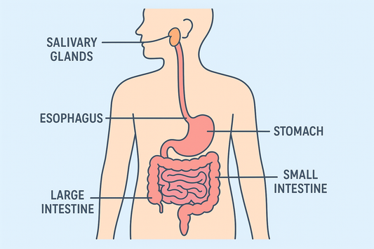 Barbara O'Neill Lecture | Oct. 7 | Night 1 | Digestion & Gut Health